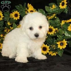 Archie/Bichon Frise									Puppy/Male	/9 Weeks,Say hello to Archie the AKC Bichon Frise puppy who loves attention! This little cutie is started on potty training and crate training and loves attention. Both parents are health tested and weigh between 10-12lbs. He is well socialized with children and other puppies and is family raised! He can be microchipped, delivered, or registered for an extra fee. We are seeking loving responsible homes for our puppies! Contact us today to learn more about visiting them or taking home your new pup!