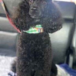 Purebred Toy Poodles/Poodle (Toy)/Female/Younger Than Six Months,2 black female toy poodle puppies available to loving, forever homes. They have been vaccinated, wormed fortnightly, vet checked and microchipped. Both parents have beautiful natures are can be viewed.Our puppies are happy, healthy and confident puppies that have been lovingly raised and well-socialised inside our home with children and other animals. Both have begun the process of toilet training using puppy pads and grass and are learning fast.Serious enquires via TEXT only please.