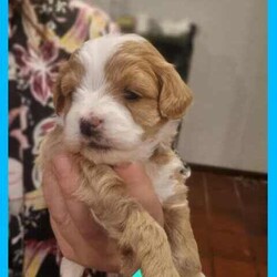 Toy poodle cross Maltese shih tzu ( shmoodle )/Maltese Shih Tzu/Both/Younger Than Six Months,I have a gorgeous litter of shmoodle puppies, They were born on the 9/06/24 and will be ready to go adter the 4th of agust. Shmoodle puppies are of a Maltese shihtzu Mother a pure bred toy poodle father. This breed are known for their quite and well behaved loving nature, this is a very popular breed for the whole family. Toy in size ranging from 4 kilos to 6 kilos. This gorgeous breed won't shed any hair, coat ranges from curly to straight hair. I have some reds with white markings and some apricots and cream.I'm a small breeder in Adelaide. My family pets are 2 shmoodle girls willow and pocket and 2 cavalier King Charles blenheim girl called baby and A Ruby girl called rosy, our gorgeous stud boy called Milo, red in color with very soft curly coat. I'm a fully accredited and registered breeder DACO140178 and also a member of RPBA 265As a registered breeder in SA we prioritize the health and well-being of our dogs and puppies, We provide a safe and clean environment with ample of space for the puppies to play in my home, they are loved, handled and played everyday by my children myself family and friends, our fur babies are part of our family and live in my home, no kennels or dog farm.