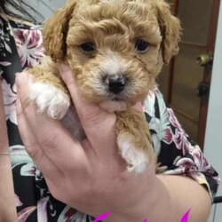 Toy poodle cross Maltese shih tzu ( shmoodle )/Maltese Shih Tzu/Both/Younger Than Six Months,I have a gorgeous litter of shmoodle puppies, They were born on the 9/06/24 and will be ready to go adter the 4th of agust. Shmoodle puppies are of a Maltese shihtzu Mother a pure bred toy poodle father. This breed are known for their quite and well behaved loving nature, this is a very popular breed for the whole family. Toy in size ranging from 4 kilos to 6 kilos. This gorgeous breed won't shed any hair, coat ranges from curly to straight hair. I have some reds with white markings and some apricots and cream.I'm a small breeder in Adelaide. My family pets are 2 shmoodle girls willow and pocket and 2 cavalier King Charles blenheim girl called baby and A Ruby girl called rosy, our gorgeous stud boy called Milo, red in color with very soft curly coat. I'm a fully accredited and registered breeder DACO140178 and also a member of RPBA 265As a registered breeder in SA we prioritize the health and well-being of our dogs and puppies, We provide a safe and clean environment with ample of space for the puppies to play in my home, they are loved, handled and played everyday by my children myself family and friends, our fur babies are part of our family and live in my home, no kennels or dog farm.