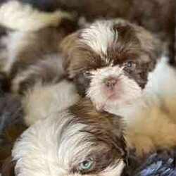 Shih Tzu Puppies /Shih Tzu/Both/Younger Than Six Months,All have very beautiful calm nature, raised in a loving family , handled and cuddles 