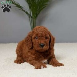 Bandit/Mini Goldendoodle									Puppy/Male	/7 Weeks,Meet Bandit, a sweet Mini Goldendoodle looking for his forever home. Raised with love by a caring family, Bandit is a bundle of joy and affection. He’s been vet checked, ensuring he’s healthy and ready for his new family. Plus, Bandit is microchipped, so you can have peace of mind knowing he’s safe. Up to date on vaccines and dewormer, he’s all set to bring happiness and companionship to your life. Bandit is playful, gentle, and perfect for families or anyone looking for a loyal friend. Don’t miss the chance to welcome this adorable pup into your home!