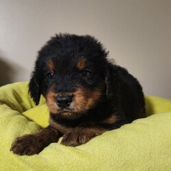 Adopt a dog:me/Labrador Retriever/Male/Baby,ADOPT ME ONLINE: https://ophrescue.org/dogs/13744

 Meet Simba: A Playful Pup from The Circle of Life Litter

Name: Simba
Age: 7 weeks (Date of Birth: 5/26/24)
Current Weight: 4 lbs
Estimated Adult Weight: 30 lbs

Introduction:
Introducing Simba, one of the adorable puppies from The Circle of Life litter! Born on May 26, 2024, Simba is a delightful 7-week-old pup eagerly searching for his forever home. With his playful nature and affectionate personality, Simba is bound to bring joy and love to any family.

Personality:
Simba is a curious and energetic little fellow who loves to explore and have fun. He's always ready for a game of chase or a snuggle session. His endearing nature makes him an excellent companion for anyone looking for a loyal and loving friend.

Ideal Home:
Simba would flourish in a home that offers plenty of love, attention, and playtime. As a young puppy, he will need a family that is patient and committed to his training and socialization. A nurturing environment where he can grow and learn would be perfect for Simba.

Health and Care:
Simba is a young puppy who will need regular veterinary check-ups, vaccinations, and preventive care as he grows. Because he is so young, he has only received 2 of the required 3 puppy distemper vaccines. This is very IMPORTANT because it means that his immune system will not be fully functioning until about 16 weeks of age. Until then, Simba MUST stay out of public places where he could be exposed to the germs of other dogs. These no-puppy zones include all pet stores, dog parks, and for apartment dwellers, areas used by other dogs. These requirements are strictly for his medical safety and longevity.

Adoption Information:
Simba is looking for a forever home where he can grow up to be a happy and healthy dog. If you think you could be the perfect match for this playful pup, please apply today! Simba is able to go home as soon as July 27th, 2024.
To adopt fill out the simple online application at https://ophrescue.org 
Operation Paws for Homes, Inc. (OPH) rescues dogs and cats of all breeds and ages from high-kill shelters in NC, VA, MD, and SC, reducing the numbers being euthanized. With limited resources, the shelters are forced to put down 50-90% of the animals that come in the front door. OPH provides pet adoption services to families located in VA, DC, MD, PA and neighboring states. OPH is a 501(c)(3) organization and is 100% donor funded. OPH does not operate a shelter or have a physical location. We rely on foster families who open their homes to give love and attention to each pet before finding a forever home.All adult dogs, cats, and kittens are altered prior to adoption. Puppies too young to be altered at the time of adoption must be brought to our partner vet in Ashland, VA for spay or neuter paid for by Operation Paws for Homes by 6 months of age. Adopters may choose to have the procedure done at their own vet before 6 months of age and be reimbursed the amount that the rescue would pay our partner vet in Ashland.