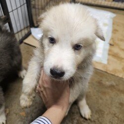 Adopt a dog:Bruno/Husky/Male/Baby,Introducing Bruno, the Husky puppy with a heart of gold! With his fluffy coat and beautiful eyes, Bruno is ready to steal your heart. 

Simba was born on May 31 and is currently 6.5 lb. He will be arriving in Northern Virginia on August 2 and can’t wait to melt your heart.

Bruno’s mother was found pregnant wandering the streets of Brownsville, Texas. An amazing family rescued her and provided her with a safe place to have her babies. They then fell in love with her and will be keeping her!! Now it’s Bruno and his four brothers’ turns to find their forever homes.

Bruno is always ready for an adventure. Whether he's chasing after his favorite squeaky toy or romping around with his siblings. Bruno's playful spirit brightens every room he walks into. With his infectious enthusiasm and friendly demeanor, Bruno melts hearts wherever he goes, proving that even the smallest husky puppy can have the biggest personality.

Bruno is great with kids and dogs. He is working on potty and crate training. Bruno is up to date on vaccinations and preventatives. While he is too young to be neutered yet, Justice for Paws covers the cost of neuter when age appropriate.

If your family is ready for all the love that Bruno can give, apply to adopt him below! Justice for Paws also offers foster to adopt options, which can be discussed once an application has been submitted.

Adoption Application: https://docs.google.com/forms/d/e/1FAIpQLSdpim1E0YG4jxPssJnQjE6pov633nAhk77K29LU0npah5ZByQ/viewform