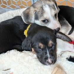 Adopt a dog:Glenwood/Labrador Retriever/Female/Baby,Name: Glenwood

Breed: Lab mix

Age: 8 weeks 7/22 (though vet estimates them to be older)

Gender: Female

Size: Medium

Pet has special needs: No

Shots up to date: Yes

Ok with kids: Yes

Housetrained: No

Hypoallergenic: No

Spayed: No

Ok with dogs: Yes

Ok with cats: Not sure

 

Greetings from me Glenwood! I look quite like my sister Roanoke. We both have the cool white stripe. But I'm the spunkier sister toys and human playtime are the highlights of my days.

 

I'm part of the Raleigh Roads litter rescued by PIPs. We are officially the most adorable 11 puppies in the South! Because our mom is around 40 lbs, our foster parents think we will be around that size once we are all grown up. We are toy experts, love to run around the yard and get along well with other dogs. There are three human kids here caring for us and we love them!

 

Currently, we are practicing our crate time and going outside to potty. We have had our first shots and microchip. When the time comes, our spay and neuter is covered by the rescue with adoption.

 

If you're looking for a new family member that's equal parts playful and snuggly, look no further! Come meet me!