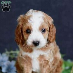 Dakota/Cavapoo									Puppy/Male	/7 Weeks,Are you looking for a puppy to add to the family? This little guy is just the one for you! He is socialized with children and raised in a loving family. He is microchipped, up to date on vaccinations, vet checked, comes with a 30 day health guarantee and a 2 year health guarantee. No need to buy accessories because he also comes with a small bag of dog food, collar, leash, toy, and scent towel! Any questions? Feel free to call or email today! Puppies can be held with a down payment. 