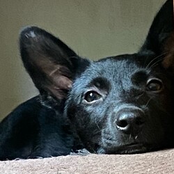 Adopt a dog:Ruby/German Shepherd Dog/Female/Baby,Ruby is a delightful 3-month-old black German Shepherd puppy with a heart full of love and a playful spirit. This little bundle of joy is already showing signs of the intelligence and loyalty that German Shepherds are known for. Ruby is a curious explorer, always eager to discover new things and meet new friends, whether they are humans or other pets.

Ruby is incredibly sweet-natured and loves to snuggle. She has a gentle disposition and is very affectionate. Ruby thrives on human interaction and enjoys being the center of attention. Her playful energy is infectious, and she can turn any day into an adventure.

At just 3 months old, Ruby is at the perfect age to start her training. She is already showing promise in her ability to learn new commands and is eager to please. With consistent training and positive reinforcement, Ruby will quickly become a well-behaved and loyal companion.

Ruby is looking for a loving home where she can grow and thrive. She would do well with an active family who can provide her with plenty of exercise, playtime, and mental stimulation. 

If you’re looking for a loving, intelligent, and energetic addition to your family, Ruby is the perfect puppy for you. 

DISCLAIMER- Breed type is determined based on general appearance and behavioral characteristics and cannot be guaranteed unless DNA test results or AKC registration were provided at intake.

***RUBY IS IN TEXAS, BUT AVAILABLE FOR ADOPTION AND TRANSPORT OUT OF STATE. Read below for more information.

Our dogs are transported to a predetermined location agreed upon by the rescue. The adoption contract and fee are finalized prior to transport. As a Pep's Pals Rescue direct adoption, the adoption interview/meet and greet occurs on video call (Skype, FB Messenger call, Facetime, etc).
 
Our adoption fee is $500 plus health certificate and transport (varies by location). This adoption fee includes all current vaccinations, deworming, microchip (additional $12.99 registration fee required at time of adoption), fecal analysis, spay/neuter, and a heartworm test if over 6 months old. There is a $100 deposit included which will be returned when the adopter has had Ruby spayed. All dogs are current on flea/tick and heartworm prevention. A health exam will be completed and a health certificate issued by a veterinarian within 10 days of transport.

If you are interested in adopting, please fill out the adoption application below:
https://petstablished.com/adoption_form/57837/generic