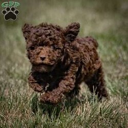 Haley/Toy Poodle									Puppy/Female	/8 Weeks,Meet Haley, an adorable Toy Poodle with a beautiful chocolate coat. This lovely female pup was born to Holly, who weighs 8 lbs, and Leo, who also weighs 8 lbs. Haley is ready to join her new family and comes with several key health and safety features. She is microchipped ($50 value), vet-checked, dewormed, and vaccinated.