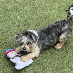 Adopt a dog:jack/Maltipoo/Male/Young,PLEASE READ THE FOLLOWING INFORMATION AND REQUIREMENTS FOR ADOPTION

JACK IS IN FOSTER CARE IN HOUSTON, TEXAS, WE SHIP OUR DOGS TO THE NORTH EAST WITH MIGHTY MUTT SHIPPING.THE FEE INCLUDES THE TRANSPORT AND INTERSTATE HEALTH CERT

IF INTERESTED THERE IS AN APPLICATION ON OUR WEBSITE


https://www.houstonshaggydogrescue.org


This sweet little maltese/poodle mix is approx 2 yrs old and 10.5 lbs
he’s a lovely little boy, he seems to be pretty well house and leash trained
he gets along with the other rescues of all sizes and is a pretty independent little boy
but he does love being around people and is his foster’s shadow, where she goes ,he goes,he loves getting treats and loves to explore the yard , he has a really sweet disposition and is going to make a great companion for someone 

https://www.houstonshaggydogrescue.org


THIS DOG IS CURRENTLY IN FOSTER CARE IN HOUSTON, TEXAS,




The total adoption fee of $400 ( and includes , the interstate health cert and transport to the north east ,spay/neuter, shots including rabies, bordatella, parvo, distemper ,canine influenza, and microchip. The total amount is payable to Shaggy Dog Rescue which is a 501c3. Some of our dogs are still in Texas in foster care. Our application is online at

https://www.houstonshaggydogrescue.org/apply/