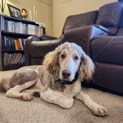 Thunder/Goldendoodle									Puppy/Male	/May 21st, 2024,Thunder is a smart, lil pup and would love to be your best,furry friend! He’s up to date on deworming and vaccinations, Vet checked with a Health Certificate and comes with a One Year Health Guarantee.