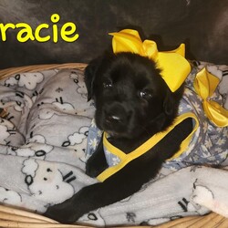 Adopt a dog:G litter Gracie/Labrador Retriever/Female/Baby,The G litter are about 8 weeks old! 

2 boys and 1 girl! 

They are super sweet! All dressed up and no where to go! They are in a foster home in Mississippi.  

They are learning socializing skills and how to use the potty pad! 

Current on age appropriate vetting and can travel for the right home! 

All dogs are chipped and will be altered upon arrival ! 

You can find my form 