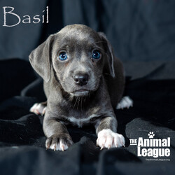 Adopt a dog:Basil/Beagle/Male/Baby,______
DOB/AGE: 05/15/2024
WEIGHT (GROWN): under 20lbs 

You will need to complete an application before a Meet & Greet can be scheduled with me. Here is the link: theanimalleague.org/adoption-application/

PLEASE READ THE INFORMATION BELOW THOROUGHLY
_________________________

I am a Sunshine Fundraiser pet. As a non-profit, The Animal League does not receive funding from the government. My additional fee helps The Animal League pay for major medical bills and keep on rescuing and saving lives. Read more about the Sunshine Fund here: https://theanimalleague.org/sunshine-fund/

NOTE: we CANNOT email information about fees. View our GENERAL fees here (you will need to copy/paste into your browser): https://theanimalleague.org/adoption-fees/ 
	
All of our dogs are spayed or neutered, receive a registered microchip, and are up-to-date on their age-appropriate shots, vaccines, and preventative care. We also test for heartworm when they are old enough. 

APPLICATION: https://theanimalleague.org/adoption-application/ 

Please visit https://theanimalleague.org/faqs/ for the answers to our most commonly asked questions such as, 