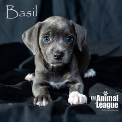 Adopt a dog:Basil/Beagle/Male/Baby,______
DOB/AGE: 05/15/2024
WEIGHT (GROWN): under 20lbs 

You will need to complete an application before a Meet & Greet can be scheduled with me. Here is the link: theanimalleague.org/adoption-application/

PLEASE READ THE INFORMATION BELOW THOROUGHLY
_________________________

I am a Sunshine Fundraiser pet. As a non-profit, The Animal League does not receive funding from the government. My additional fee helps The Animal League pay for major medical bills and keep on rescuing and saving lives. Read more about the Sunshine Fund here: https://theanimalleague.org/sunshine-fund/

NOTE: we CANNOT email information about fees. View our GENERAL fees here (you will need to copy/paste into your browser): https://theanimalleague.org/adoption-fees/ 
	
All of our dogs are spayed or neutered, receive a registered microchip, and are up-to-date on their age-appropriate shots, vaccines, and preventative care. We also test for heartworm when they are old enough. 

APPLICATION: https://theanimalleague.org/adoption-application/ 

Please visit https://theanimalleague.org/faqs/ for the answers to our most commonly asked questions such as, 