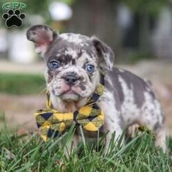 Max/French Bulldog									Puppy/Male	/8 Weeks,Meet Max, a stunning AKC French Bulldog puppy! He is being raised in a loving and nurturing environment, receiving all the attention and care he deserves. He loves playing with toys and hanging out with his people, he’ll have you attached in no time! He is naturally curious and enjoys exploring, but he also is a tendency to be mischievous at times. French Bulldogs also known for their adaptability and intelligence which makes them an ideal companion for any loving home!