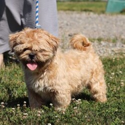 Candy/Teddy Bear									Puppy/Female	/6 Weeks,Say hello to Candy, the most adorable Shichon pup with a heart as big as her fluffy coat! This little bundle of joy is ready to fill your home with love, laughter, and endless cuddles. With her expressive eyes and charming personality, she is sure to win your heart. Shichons are known for their friendly and loving nature, making them the perfect companion for families and individuals alike. She loves to be pampered and will happily follow you around, always ready for a snuggle or a game. She is waiting to meet her forever family who will shower her with love and care.