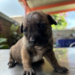 Adopt a dog:Walnut/Chihuahua/Male/Baby,Meet Walnut, a tiny 2-pound bundle of joy believed to be a Chihuahua and Labrador mix. Almond and his siblings—four brothers and one sister—were rescued from the streets of Puerto Rico, where their mother, a 25-pound street dog, lovingly cared for them. Walnut is expected to grow into a charming 25-30-pound adult. This sweet little pup is already making great strides in potty training and continues to bring endless love and happiness to his new home.

Walnut is up to date on vaccinations and preventatives. While he is too young to be neutered yet, Justice for Paws covers the cost of neuter when age appropriate.

If you are interested in adoption please apply here: https://docs.google.com/forms/d/e/1FAIpQLSdpim1E0YG4jxPssJnQjE6pov633nAhk77K29LU0npah5ZByQ/viewform