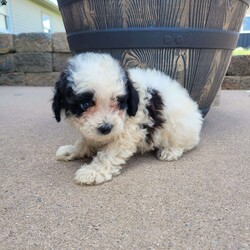 Chief/Miniature Poodle									Puppy/Male	/8 Weeks,Meet Chief! He’s a shy but adorable puppy. Does great around children. Vet checked and up to date on all shots and de-wormer. Parents are genetically clear.