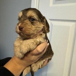 Miniature Cockapoo puppies/Cockapoo/Mixed Litter/4 weeks,5 miniature cockapoo puppies for sale will be ready to leave after 13th August . We have 4 boys and 1 girl . Puppy on photo 1,3 & 5 are reserved !! They will be microchipped and injections . Feel free to message if require any more information