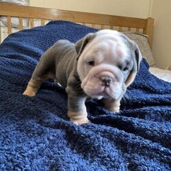 English bulldog fluffy carriers/English bulldog/Mixed Litter/8 weeks,Here we are proud to announce our beautiful litter of fluffy visual and carrier english bulldogs

The Pups have been raised in our family home around other pets they have a great temperament and are super affectionate. They all have began building
there funny little personalities.

Mum is our beloved family pet Rosie comes from a long list or top dogs including
Ricco current ukbkc best champ winner
Rarebullies Wonderboy
Burleybullz Nemesis
Golden child
Cesar the geezer and many more

Dad is Posherbulls fluff daddy one of the best fluffy visuals around

We have available
1 female blue fawn
1 female blue tri
1 male lilac tri
1 male blue tri
1 fluffy visual male blue tri

Puppy’s will leave fully up to date with jabs microchip kc paperwork and a puppy pack including training pads blanket with mums scent lead toys food everything you will need to help your little bundle of joy settle in for any more information please don’t hesitate to drop me a message or give me a call thanks for reading