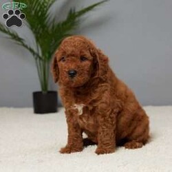 Bandit/Mini Goldendoodle									Puppy/Male	/7 Weeks,Meet Bandit, a sweet Mini Goldendoodle looking for his forever home. Raised with love by a caring family, Bandit is a bundle of joy and affection. He’s been vet checked, ensuring he’s healthy and ready for his new family. Plus, Bandit is microchipped, so you can have peace of mind knowing he’s safe. Up to date on vaccines and dewormer, he’s all set to bring happiness and companionship to your life. Bandit is playful, gentle, and perfect for families or anyone looking for a loyal friend. Don’t miss the chance to welcome this adorable pup into your home!