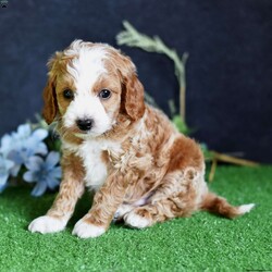 Dakota/Cavapoo									Puppy/Male	/7 Weeks