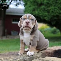 Winston/Beabull									Puppy/Male	/7 Weeks,Say hello to this handsome pup named Winston. Winston is a Beabull pup who is in search of his forever family. He is up to date on all his vaccinations, vet checked and on a de worming schedule. He is being raised on a farm in the country with lots of room to roam and lots of interaction with both adults and kids. Call or text us today to learn more about him and how you can add him to your family!