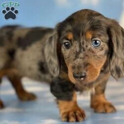 Wendy/Dachshund									Puppy/Female	/12 Weeks,Hey There, My name is Wendy! I am a very beautiful female ACA Mini Dachshund puppy! I was born on April 23rd, 2024. I am looking for my new family, could that be with you? If you choose me I will come home to you with my vaccinations and deworming up to date and I will also be ACA Registered. If you think that I am the perfect pup for your family, then please call or text to find out more information about me!