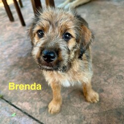 Adopt a dog:Brenda/Schnauzer/Female/Baby,Meet Brenda of the 90210 Litter! Brenda and her 7 siblings were found abandoned on the side of the road in NC. They are suspected Schnauzer mixes and will probably be medium size full grown. Brenda is the most adventurous of the girls and loves to play, snuggle and sleep! Brenda would be an amazing addition to any family!