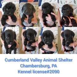 Adopt a dog:Puppies ( 8 )/Poodle/Male/Baby,*Please read Carefully, if you have any questions please contact the shelter directly.*
**Note you MUST be in PA (due to our kennel licensing) and within an hour travel time of the shelter (due to vetting when needed).
We have a litter of ( 8 ) puppies that will be ready to find their Foster to Adopt homes soon! Our Foster to Adopt program is for puppies only, it helps them get into their forever homes and start learning the ropes until they are ready to be spayed/neutered. Once spayed/neutered the adoption becomes official! They will also be vetted by the shelter at this time so adopters must be within one hour travel time of the shelter due to having to be brought in for vaccine boosters and other veterinary care. *They will be ready to go into their homes starting July 26th!* They were surrendered along with their mom (who is not available at this time) after the death of their owner. They are Poodle mixes, and we are not sure how big they may be fully grown at this time. There are 5 males and 3 females. If you are interested in bringing one of these sweet babies into your home please apply at the following link: http://www.cvas-pets.org/adoptionappdog.html

Cumberland Valley Animal shelter
5051 Letterkenny Road west
Chambersburg, PA 17201
Kennel License # 2090