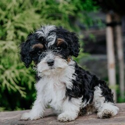 Peter/Cavapoo									Puppy/Male	/May 9th, 2024,To contact the breeder about this puppy, click on the “View Breeder Info” tab above.