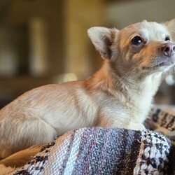 Adopt a dog:Blondie/Chihuahua/Female/Adult,WE ARE A TX BASED RESCUE. THIS DOG IS CURRENTLY LOCATED IN TX AND WILL BE TRANSPORTED UPON ADOPTION. Please fill out an adoption application found at haydudeequine.org

Addie - You are the bridge between what was and what will be, my pathway to a new life!

Hello hello everyone, my name is Blondie, looking for my Dagwood where our lives can also be filled with hilarious misadventures and endearing quirks!!  

I'm around 2 years old and come in at about 7lbs. While I do attach myself and love my person will all these 7lbs I'm not the biggest fan of those unknown persons. 

I do really well with other pups and would do great in a home with a 4 legged 'sibling' or just as great getting all your attention as your one and only! But I would prefer a more quiet home without small children, maybe where my person works from home or is retired. 

I will make a great companion for leisurely strolls thru the neighborhood, a playmate for another 4 legged 'sibling' and the greatest confidante from heart to heart conversations to keeping all your secrets.

From my adorableness to my sweet (for my person) nature, I'm ready to be all I can be....will I be YOURS?!!
Fill out my adoption application found at  haydudeequine.org