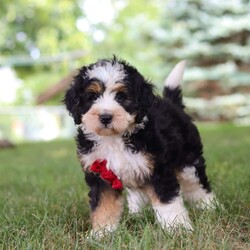 George/Mini Bernedoodle									Puppy/Male	/8 Weeks,Say hello to George, the sweetest Mini Bernedoodle puppy who embodies the perfect blend of sweetness and spunk. With a soft wavy hair coat, he is an absolute joy to snuggle, his round expressive eyes twinkle with curiosity and intelligence, revealing a playful spirit that’s ready for any adventure. He is bursting with energy and love spend a little time with him and you will have found your new bestie! 