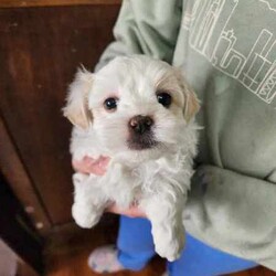 Maltese x Shih puppies /Maltese Shih Tzu/Male/Younger Than Six Months,Maltese x Shih puppiesThey will be vet check, Microchipped & Vaccinated.They will be fluffy and soft.There hypoallergenic dog's.Both parents have beautiful, friendly natured, and have been brought up around children. DOB: 10/6/24 Ready for there forever home on the 5/8/24Taking deposit of $200 now.After deposit is made to secure you're pup, pictures will be sent every week till pickup.If you have any farther questions don't hesitate to call ******** 278. REVEAL_DETAILS 