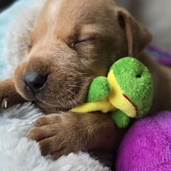 Adopt a dog:Baby Cooper/Mixed Breed/Male/Baby,IF YOU ARE VIEWING THIS LISTING ON PETFINDER OR ADOPT-A-PET, please visit: Caninesandkittiesrescue.org to access adoption requirements, more information and pictures. 

Meet Baby Cooper - Cooper is 6 weeks old and as cute as can be. Cooper cannot go to his forever home until July 30th, but we are now accepting applications. We have no idea on Cooper's breed mix, but he looks like a terrier/lab/hound mix of some sort. Cooper's foster mom says he is an absolute dream puppy. He loves to cuddle and will be your BFF. Cooper is not fostered with other dogs, but at his age he will be fine with other dogs and with cats. 
 Cooper is not in a foster home with children, but we feel he would do find with dog savvy children 5 years and up. Cooper is working on his house training and does well in a puppy pen. Young puppies will require an adopter who is at home a good portion of the day to continue training - no exceptions! 

This puppy is up to date on age-appropriate vaccines and microchipped. This puppy will need to be neutered at 6 months of age. The Adoption Fee for this puppy $400.00. 

The adoption fee for this dog is $400, which helps with the cost of routine vet care. This fee DOES NOT INCLUDE spay/neuter if the pup is not already spayed/neutered. If the animal you are adopting is not already spayed/neutered, you will be required to sign a contract legally obligating you to have the animal altered. A $100.00 fee will be returned to the adopter once the animal has been sterilized. We will provide information on this process during the approval process. 


***You must be at least 25 years of age to adopt from CKRescue*** 

 ***Note that puppy adoption fees most often help generate revenue that goes towards older, special needs animals that need our help. Surgeries, heartworm treatment, boarding costs and/or all things that often result in adoptable dogs and cats being left behind to be euthanized. So, adopting a puppy saves not just one life, but many! 

***Please note that our first step in approving adoption applicants is to complete a vet check. Vetting of current and past pets is very important to us, thus we will be speaking with the vet(s) listed on your application to ensure that your current and previous pet(s) are kept up to date on vaccines (including rabies), spayed or neutered, maintained on appropriate monthly preventatives and examined annually by your vet.*** 

Our organization cannot guarantee the exact breed of any animal in our care. The breed listed is based on any background we may have been provided, and/or the general appearance of the animal.

**Please visit www.caninesandkittiesrescue.org to complete our non-binding application.**