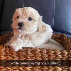 Shmoodle pups (Maltese x Shih Tzu x Mini Poodle)//Both/Younger Than Six Months,Shmoodle PupsBorn 3/6/2024Ready for new home 29/7/2024Wormed every 2 weeksVet checked, vaccinated and microchippedMales $18001 x Black and White1 x Black, white and brown2 x CreamFemales $20001 x Apricot1 x Black and WhiteVery placid puppies, lay on back, can trim eyes and bottom, worm, wash etc. Have previously been sold and currently as support dogs.Bin. 0006034592951RPBA. 4836Mum pictured(Silver and White Maltese x Shih Tzu) 6.4kgsDad pictured(Apricot Mini Poodle) 4.5kgs