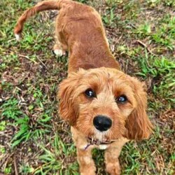 Adopt a dog:Adorable Cavoodle Puppies /Cavoodle/Both/Younger Than Six Months,We have 3 Adorable 2nd Generation Cavoodles who will be ready for their FURever homes on the 7th August 2024 when they are 8 weeks old (they were born on 12th June 2024).If you would like to see more pictures of the parents or puppies you can visit their Instagram rufus.coco.luna