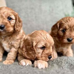 Adopt a dog:F1 TOY CAVOODLES - DNA CLEAR - REG BREEDER - HEALTH GUARANTEE/Cavoodle/Both/Younger Than Six Months,We here at Love My Oodle, are very proud to introduce our First Generation Toy Cavoodle puppies!!!Visit us on Instagram @lovemyoodle and our website lovemyoodle.com.au for more puppy cuteness and loads of info.Photos with 3 pups - male in the middle, females in each side.Individual photos, Male , female, female.Ready for their forever homes from 3rd August, 2024 They have been raised in a loving family environment, set on small acreage with plenty of lush grass to play alongside our 4 young children who keep them very entertained! They are the sweetest siblings with just as sweet personalities. Fun, loving, playful and just super cute! Cavoodles are a fantastic breed that suit many family types from singles, couples and families with children. Not only affectionate, they are quite intelligent too! Father being a Toy Poodle, they are low to non-shedding making them hypoallergenic. Mum is a sweet Cavalier King Charles Spaniel. Both with very sweet personalities. Both Parents are DNA breed specific tested and clear. We are a small family breeder, with a Domestic Animal Business with our local Council. We are also a member of Responsible Pet Breeders Australia. All pups will come with the following:* 2 months FREE pet insurance* 3 Year-Health Guarantee* Vet checked* 1st vaccination* Microchipped* Wormed regularly from 2 weeks of age* Shampoo + Conditioner* Nexgard Specta all in one chew* Advance puppy kibble* LUKA Human grade wet food* Puppy blanket* Puppy toy* Puppy training treats* Puppy collar* Puppy information booklet to help with the transition If you feel one of our little gems is the right suit for you or your family, please feel free to contact me. I do prefer to chat to potential purchasers to make sure these little ones are going to the best of homes. And for those who are from interstate, we are happy to organise transportation at purchasers’ expense.Please note, people who take the time to call to discuss these beautiful pups, will get priority over messages, emails and texts.