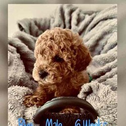 Adopt a dog:Moodle Puppies - 1 Females & 2 Males Left/Poodle (Toy)/Both/Younger Than Six Months,Family Owned & Operated Boutique Breeder of FB1 Moodle