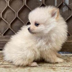 Female Pomeranian Puppy/Pomeranian/Female/Younger Than Six Months,Meet Miss Peggy the smallest of her litter and the last one leftPurebred female Pomeranian puppy ready for her forever home.She is very small and petite but loves to play and cuddle.She comes vaccinated, microchipped, wormed and vet checked. She is in perfect health.She is un desexedLooking for a beautiful loving home only.Chip number- 991001005425858Please no time wasters$2000 ono