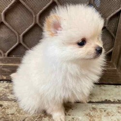 Female Pomeranian Puppy/Pomeranian/Female/Younger Than Six Months,Meet Miss Peggy the smallest of her litter and the last one leftPurebred female Pomeranian puppy ready for her forever home.She is very small and petite but loves to play and cuddle.She comes vaccinated, microchipped, wormed and vet checked. She is in perfect health.She is un desexedLooking for a beautiful loving home only.Chip number- 991001005425858Please no time wasters$2000 ono