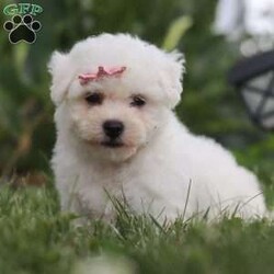 Bell/Bichon Frise									Puppy/Female	/7 Weeks,Introducing Bell, an irresistibly adorable ACA Bichon puppy looking for her forever home! With fluffy fur and eyes that sparkle with curiosity, this little girl is ready to fill your home with joy. She has a heart full of love and a playful spirit that will fill your home with laughter. Whether cuddled up on the couch or exploring the great outdoors she is ready to bring endless joy and companionship to the lucky family that opens their hearts to her boundless affection. Her playful demeanor makes her a wonderful companion for both individuals and families alike. Plus her fluffy coat is hypoallergenic, making her perfect for those with sensitivities. The momma is named Marigold. She has a heart of gold and is the best momma to the puppies. Dad is handsome boy named Cody. He has a goofy personality and keeps us all entertained. All of our pups are up to date on all vaccines and dewormer, are microchipped, and come with our two year genetic health guarantee, and they have received a full, nose to tail exam from our vet. If you have any more questions or would like to schedule a visit you can call anytime Monday-Saturday. Thanks! Christ and Joanna Troyer 