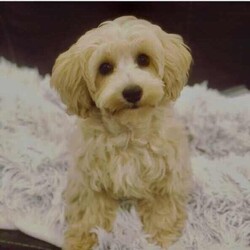 Adopt a dog:Moodle Puppies - 1 Females & 2 Males Left/Poodle (Toy)/Both/Younger Than Six Months,Family Owned & Operated Boutique Breeder of FB1 Moodle