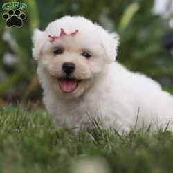 Bell/Bichon Frise									Puppy/Female	/7 Weeks,Introducing Bell, an irresistibly adorable ACA Bichon puppy looking for her forever home! With fluffy fur and eyes that sparkle with curiosity, this little girl is ready to fill your home with joy. She has a heart full of love and a playful spirit that will fill your home with laughter. Whether cuddled up on the couch or exploring the great outdoors she is ready to bring endless joy and companionship to the lucky family that opens their hearts to her boundless affection. Her playful demeanor makes her a wonderful companion for both individuals and families alike. Plus her fluffy coat is hypoallergenic, making her perfect for those with sensitivities. The momma is named Marigold. She has a heart of gold and is the best momma to the puppies. Dad is handsome boy named Cody. He has a goofy personality and keeps us all entertained. All of our pups are up to date on all vaccines and dewormer, are microchipped, and come with our two year genetic health guarantee, and they have received a full, nose to tail exam from our vet. If you have any more questions or would like to schedule a visit you can call anytime Monday-Saturday. Thanks! Christ and Joanna Troyer 