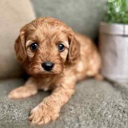 Adopt a dog:F1 TOY CAVOODLES - DNA CLEAR - REG BREEDER - HEALTH GUARANTEE/Cavoodle/Both/Younger Than Six Months,We here at Love My Oodle, are very proud to introduce our First Generation Toy Cavoodle puppies!!!Visit us on Instagram @lovemyoodle and our website lovemyoodle.com.au for more puppy cuteness and loads of info.Photos with 3 pups - male in the middle, females in each side.Individual photos, Male , female, female.Ready for their forever homes from 3rd August, 2024 They have been raised in a loving family environment, set on small acreage with plenty of lush grass to play alongside our 4 young children who keep them very entertained! They are the sweetest siblings with just as sweet personalities. Fun, loving, playful and just super cute! Cavoodles are a fantastic breed that suit many family types from singles, couples and families with children. Not only affectionate, they are quite intelligent too! Father being a Toy Poodle, they are low to non-shedding making them hypoallergenic. Mum is a sweet Cavalier King Charles Spaniel. Both with very sweet personalities. Both Parents are DNA breed specific tested and clear. We are a small family breeder, with a Domestic Animal Business with our local Council. We are also a member of Responsible Pet Breeders Australia. All pups will come with the following:* 2 months FREE pet insurance* 3 Year-Health Guarantee* Vet checked* 1st vaccination* Microchipped* Wormed regularly from 2 weeks of age* Shampoo + Conditioner* Nexgard Specta all in one chew* Advance puppy kibble* LUKA Human grade wet food* Puppy blanket* Puppy toy* Puppy training treats* Puppy collar* Puppy information booklet to help with the transition If you feel one of our little gems is the right suit for you or your family, please feel free to contact me. I do prefer to chat to potential purchasers to make sure these little ones are going to the best of homes. And for those who are from interstate, we are happy to organise transportation at purchasers’ expense.Please note, people who take the time to call to discuss these beautiful pups, will get priority over messages, emails and texts.