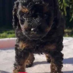 Tiny Toy poodle babies/Poodle (Toy)/Both/Younger Than Six Months,We have 5 beautiful toy poodle puppies that are 6 weeks old. They’re raised in a loving home and have been socialised with other dogs, other puppies and cats. Theses pups are ready NowTaken Deposits now. Ready for forever homes when they’re 8 weeksFacetimes or in person visits can be arranged, before picking or putting a deposit on babies.Dad is a Brown toy poodle 3.5kgMum is a a red toy poodle 4.5kgWe have 2 Females and 3 males availableHappy (Female) (Black)Sleepy (Female) (Black)Doc (Male) (Pantom)Sneezy (Male) (Pantom with white chest)Grumpy (Male) (Black)Each Puppy will come with a puppy pack, That’ll includeBlanketCollarTreatsSample Puppy FoodA ToyPoop Bagsa few Puppy Pads for travel homePhotos album of there first 8 weeksFolder with dog information.Vaccination papersMictrochip papersPuppies will also bewormed (every 2 week since 2 weeks old)First VaccinationMicrochipedStarting to potty train on indoor grass mats.Can be bought at kmart or bunnyings (recommended).
