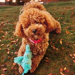 Adopt a dog:Moodle Puppies - 1 Females & 2 Males Left/Poodle (Toy)/Both/Younger Than Six Months,Family Owned & Operated Boutique Breeder of FB1 Moodle