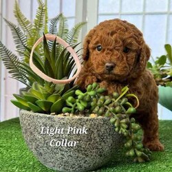 Adopt a dog:Purebred Toy Poodle Puppies /Poodle (Toy)/Both/Younger Than Six Months,Purebred Toy Poodles 100% DNA cleared of all genetic diseases2 Females 3 Males availableAll puppies priced at $2400All puppies are now ready for new homes.Mum's and Dad are DNA tested through orivet and are 100% clear of all genetic diseases ensuring healthy puppies. DNA results and parents are available for viewing when viewing puppies in person.Puppies are raised around children, adults, the elderly and other dogs in a clean home environment. They are being feed raw and cooked diet and Saviourlife puppy kibble. Nothing is spared in raising them.All puppies have been microchipped and vaccinated and have passed all health checks. We take pride in raising our puppies and are looking for forever loving homes.No time wasters pleaseCall ******** 665 REVEAL_DETAILS Breeders Licence #NCPI 9003047