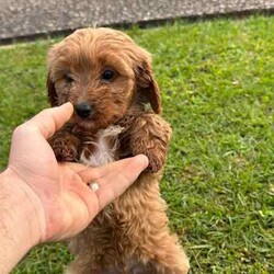 Cavoodle Puppies First Gen Ready for a new home!!/Cavoodle/Both/Younger Than Six Months,Cavoodle puppies first generation 8 weeks old ready for a new home!!Microchipped and vaccinatedX3 boysX1 GirlMother: Lexi (King Charles cavalier Purebred)Dad (Toy Poodle)Can meet the puppies in Parkwood Goldcoastregistered breeder and responsible pet breeders member (RPB)prefer call or textRonald ******7422 REVEAL_DETAILS Bill ******8950 REVEAL_DETAILS 