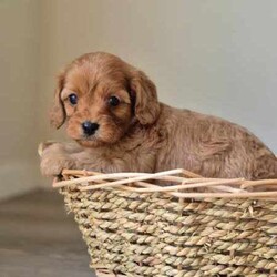 Cavoodle pups/Poodle (Miniature)/Male/Younger Than Six Months,W had a litter of 6 gorgeous cavoodle pups born, 5 boys and 1 girl pup, Mum is a king Charles spaniel Cavalier, and dad is a mini poodle, the pups are 1st generation Cavoodle, pups are vaccinated, micro-chipped, and de-wormed before rehoming, pups are healthy playful, a non-shedding coat, buyers text me on: ******6873, the pups be ready for rehoming on the 13 th of July. REVEAL_DETAILS Boy pups $1500.Bin0004246376361, RPBA1267