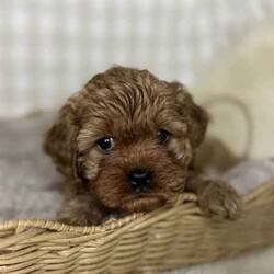 Adopt a dog:3 x F1 Toy Cavoodles (DNA Clear) Free Delivery Sydney//Both/Younger Than Six Months,3 x beautiful first generation Toy Cavoodle puppies available to a loving home. Ready to go from 1st August and we can deliver to Sydney that date.1 x male2 x femalesPuppies come :- With first round of vaccinations & microchipped- Vet check report- 6 weeks free pet insurance- Not desexed- Wormed every 2 weeksThe puppies have been raised indoors and outdoors, and around children and other puppies.The mother is an 7kg DNA tested ruby King Charles Cavalier (DNA tested), the father is a 3.7kg Ruby Red Toy Poodle (DNA Clear). We own both parents and I can send photos of parents on request.Once our puppies leave, we:- Would love to see updates!- Offer a rehoming policy- Offer a 18 month health guarantee- Have a Facebook page you can stay in touch or see other puppies we have bred- Offer support and are free to talk at any time throughout your puppies lifeWe are located in Nyngan NSW, can get to Dubbo at any stage. Road transport is usually organised from Dubbo. There will be free transport to Sydney, with a chosen meeting location and time. Happy to arrange other freight at buyers expense, flights from Sydney to another capital city are usually around $300Full members of AAPDB: 16947BIN: B000738270We have a website & Facebook page Country Canine Co. Please look on our Facebook group Country Canine Co. Families for photos of the previous litter as adults.